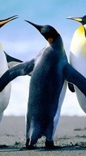 Télécharger une image Pinguouins,Animaux pour le portable gratuitement.