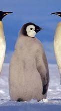 Télécharger une image Animaux,Hiver,Pinguouins pour le portable gratuitement.