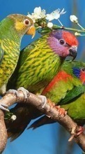 Télécharger une image Animaux,Oiseaux,Perroquets pour le portable gratuitement.