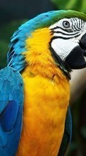 Télécharger une image Perroquets,Oiseaux,Animaux pour le portable gratuitement.