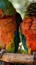 Télécharger une image Perroquets,Oiseaux,Animaux pour le portable gratuitement.