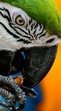Perroquets,Oiseaux,Animaux pour HTC Hero