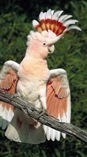 Perroquets,Oiseaux,Animaux pour Sony Ericsson W302
