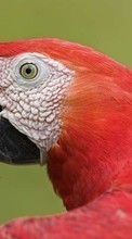 Télécharger une image Animaux,Oiseaux,Perroquets pour le portable gratuitement.