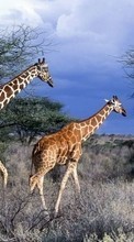 Télécharger une image Nature,Girafes,Animaux pour le portable gratuitement.