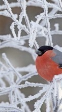 Télécharger une image Animaux,Oiseaux,Neige pour le portable gratuitement.