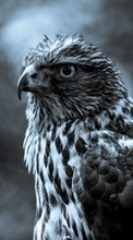Télécharger une image 1280x800 Animaux,Oiseaux,Hawks pour le portable gratuitement.