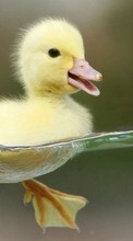 Oiseaux,Canards,Animaux pour HTC One mini