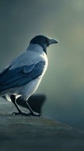 Télécharger une image Animaux,Oiseaux,Corbeaux pour le portable gratuitement.