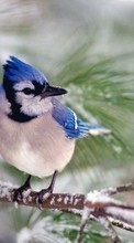 Télécharger une image 800x480 Animaux,Oiseaux pour le portable gratuitement.