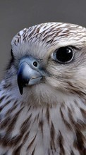 Télécharger une image Animaux,Oiseaux pour le portable gratuitement.