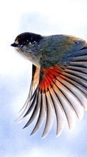 Télécharger une image Animaux,Oiseaux pour le portable gratuitement.
