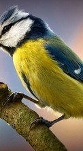 Oiseaux,Animaux pour Samsung Galaxy S21