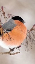 Télécharger une image Oiseaux,Animaux pour le portable gratuitement.