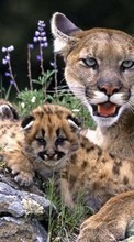 Télécharger une image Puma,Animaux pour le portable gratuitement.
