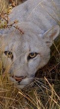 Télécharger une image Puma,Animaux pour le portable gratuitement.