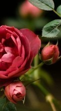 Télécharger une image Plantes,Roses pour le portable gratuitement.