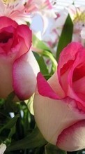 Télécharger une image 360x640 Plantes,Fleurs,Roses,Cartes postales,8 mars, journée internationale de la femme pour le portable gratuitement.
