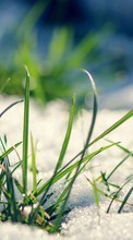 Télécharger une image Plantes,Herbe,Neige pour le portable gratuitement.