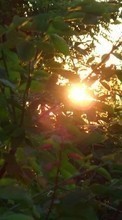 Télécharger une image Plantes,Coucher de soleil,Sun pour le portable gratuitement.