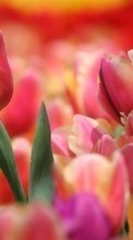 Télécharger une image Plantes,Tulipes pour le portable gratuitement.