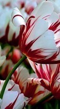 Télécharger une image Plantes,Tulipes pour le portable gratuitement.