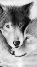 Télécharger une image Animaux,Loups,Dessins pour le portable gratuitement.