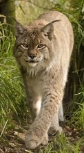 Télécharger une image Animaux,Lynx pour le portable gratuitement.