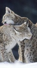 Télécharger une image Animaux,Lynx pour le portable gratuitement.