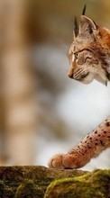 Télécharger une image Lynx,Animaux pour le portable gratuitement.