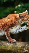 Télécharger une image Lynx,Animaux pour le portable gratuitement.