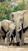 Elephants,Animaux pour BlackBerry Bold 9780