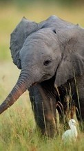 Télécharger une image Elephants,Animaux pour le portable gratuitement.