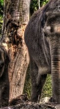 Télécharger une image Elephants,Animaux pour le portable gratuitement.