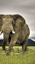 Elephants,Animaux pour Fly ERA Life