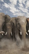 Télécharger une image Animaux,Elephants pour le portable gratuitement.