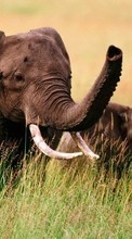 Télécharger une image 240x400 Animaux,Elephants pour le portable gratuitement.