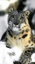 Télécharger une image Animaux,Snow leopard,Neige pour le portable gratuitement.