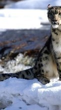 Télécharger une image Animaux,Hiver,Snow leopard,Neige pour le portable gratuitement.