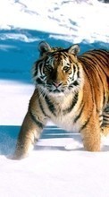 Animaux,Hiver,Tigres,Neige pour Sony Xperia ion