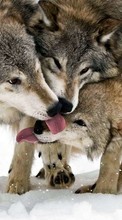 Télécharger une image Animaux,Loups,Neige pour le portable gratuitement.