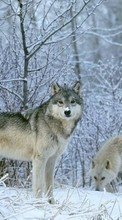 Télécharger une image 320x480 Animaux,Loups,Hiver,Neige pour le portable gratuitement.