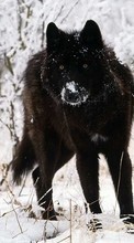 Télécharger une image Animaux,Loups,Hiver,Neige pour le portable gratuitement.