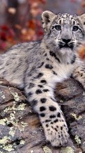 Télécharger une image 800x480 Animaux,Snow leopard pour le portable gratuitement.