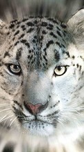 Télécharger une image 1080x1920 Animaux,Snow leopard pour le portable gratuitement.