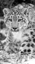 Télécharger une image 1080x1920 Animaux,Snow leopard pour le portable gratuitement.