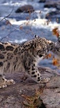 Télécharger une image 540x960 Animaux,Snow leopard pour le portable gratuitement.