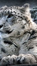 Animaux,Snow leopard pour Samsung Galaxy S