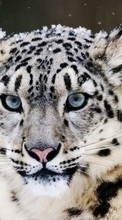 Télécharger une image Animaux,Snow leopard pour le portable gratuitement.