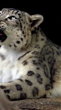 Animaux,Snow leopard pour Fly ERA Style 4 IQ4418